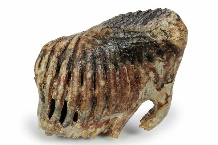 Woolly Mammoth Lower M Molar - North Sea Deposits #357022